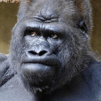 therosiva's profile picture. 