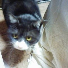 まさる部