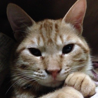 猫好き