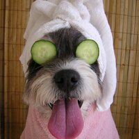 HappytailsSpa (@happytailsspa) 's Twitter Profile