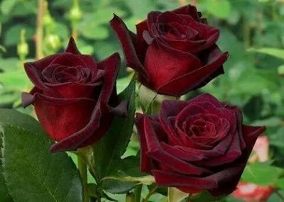 ‏تاجر اعزب