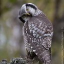 Jean Anne Robison - @Boo17Anne - Twitter