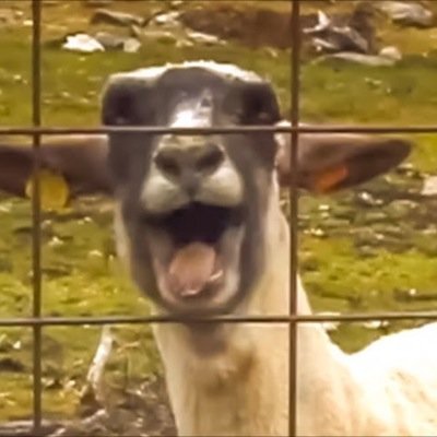 FresnoStSheep's profile picture. Victim of on-campus sexual assault. Demanding justice. Foodie. Starbucks addict. T-swizzle4Life.