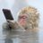 percepticon's profile image