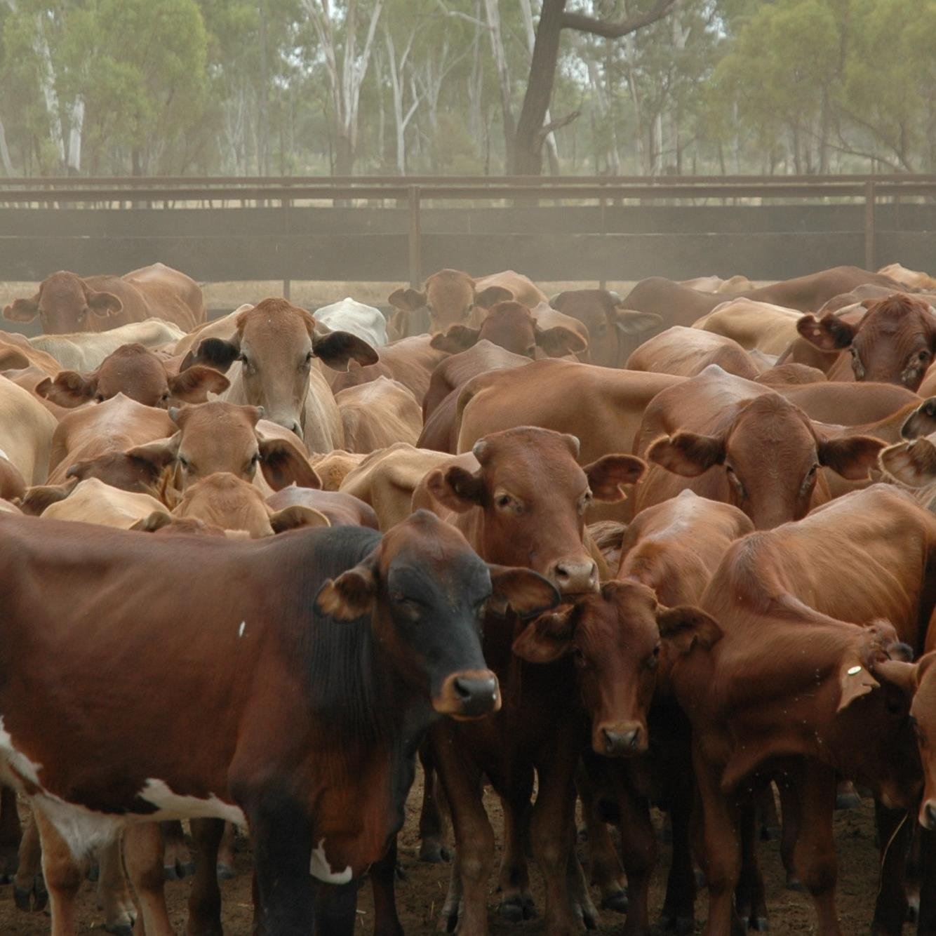 Mum, beef producer, Churchill Fellow,   co-op advocate and frustrated futurist.....