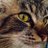 MizzCaliGal's profile image
