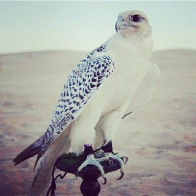 vip______503's profile picture. 