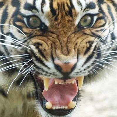 ladymajik17's profile picture. 