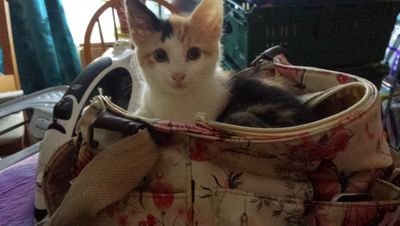 Meow, Hi I'm Lily. I am just a kitten atm with a big heart. I love being a hyper kitty :)