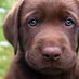 Animals (@cutestanimaal) Twitter profile photo