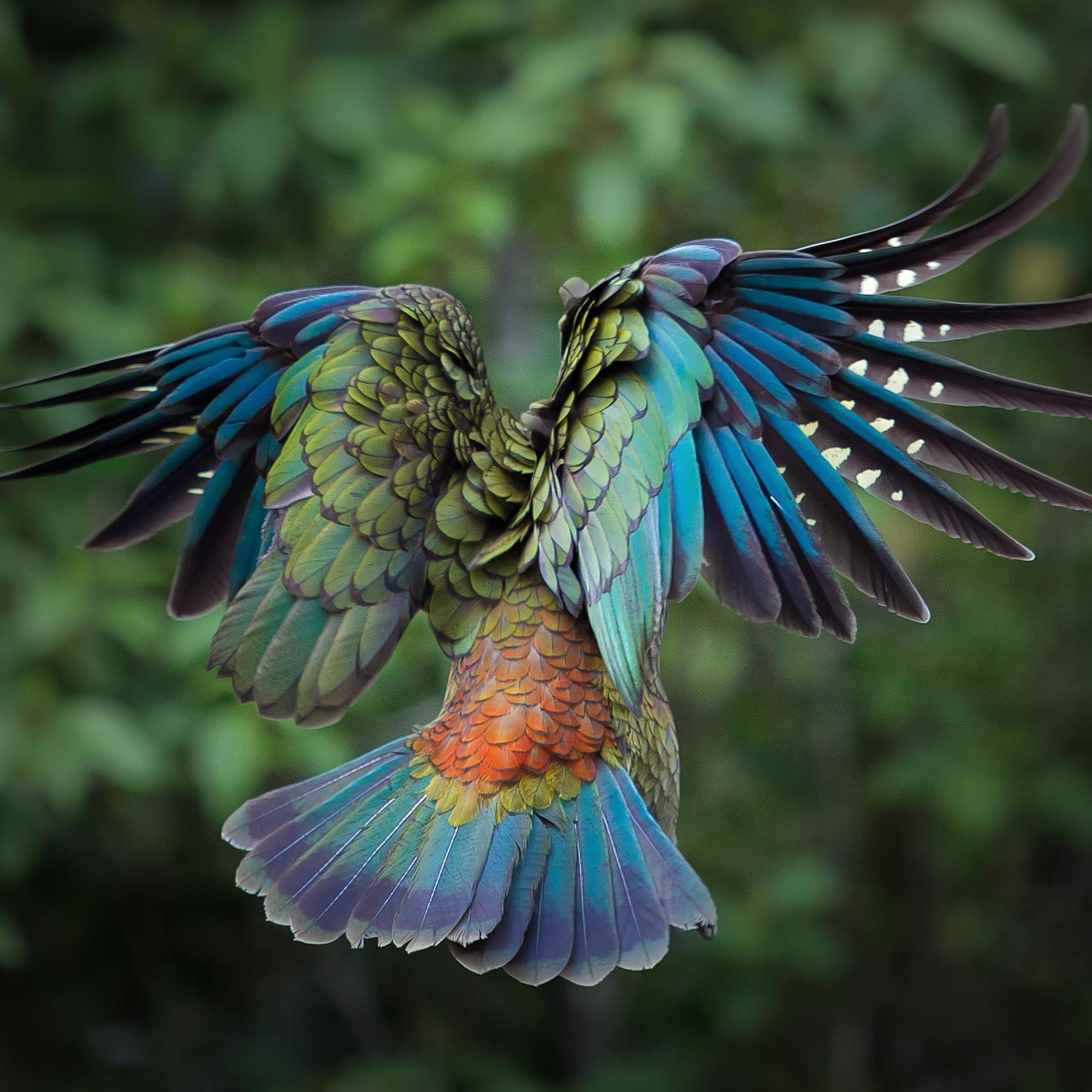 amazing nature endangeredbot twitter