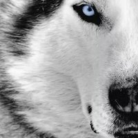 Coach of the Huskies (@northernboysbb) 's Twitter Profile Photo Coach of the Huskies (@northernboysbb) 's Twitter Profile Photo