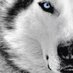 Coach of the Huskies (@northernboysbb) Twitter profile photo Coach of the Huskies (@northernboysbb) Twitter profile photo