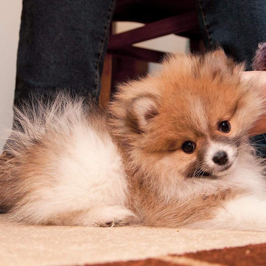 Non mi fu mai dato di vedere un animale in cordoglio di se, un uccelletto cadrà morto di gelo giù dal ramo, senza aver mai provato pena per se stesso