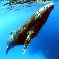 Frank Gerber🇺🇸 (@fdgerber) 's Twitter Profile