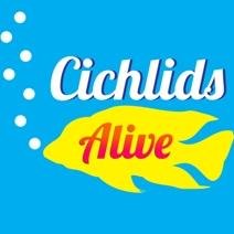 Cichlids Alive is an online live fish store focusing on African Cichlids from Lake Malawi. Providing quality cichlids to your door via the click of a button.