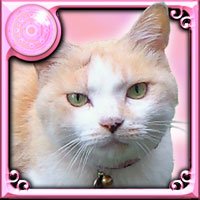 黒猫のウィズ専用です。 低浮上ですがウィズはしてます。Twitterあまり馴れてなくて 失礼してしまったらすみません。 無言フォローすみません。