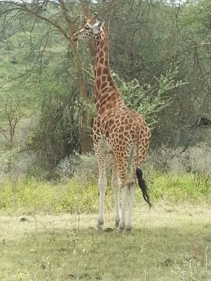 mwendakaruti's profile picture. 