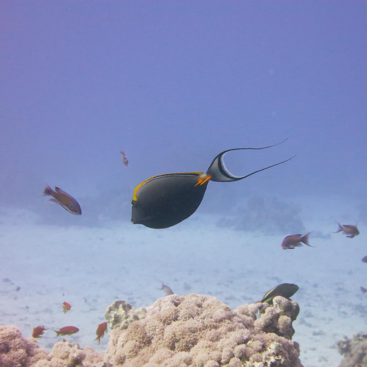 AlfioG's profile picture. 