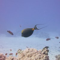 Alfio Guglielmino (@alfiog) 's Twitter Profile