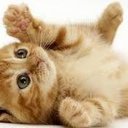 olga pacheco - @olhepadu - Twitter