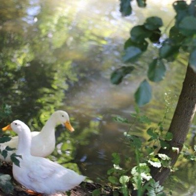 سبحان الله وبحمده سبحان الله العظيم