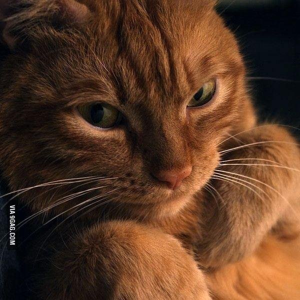 TheJCprogrammer's profile picture. 