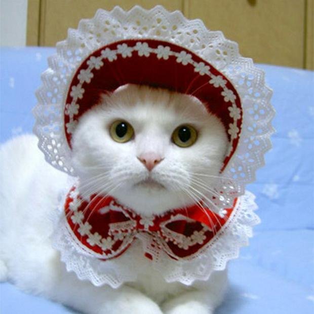 GatoRabote's profile picture. Soy demasiado viejo para que me impresione un ceño fruncido.