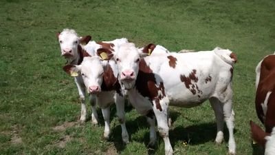 CeliaZwa's profile picture. Nature, art and spirit rule my world.