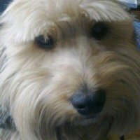 Jane Poole (@jainw) 's Twitter Profile