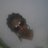 BrunoBlgsilva12's profile image