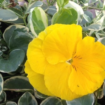 Bela Flor Nurseries is a greenhouse growing operation located in Harrisonville, MO.