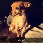 Just a dope chihuahua