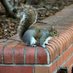 NCSU Squirrels (@ncsu_squirrels) Twitter profile photo