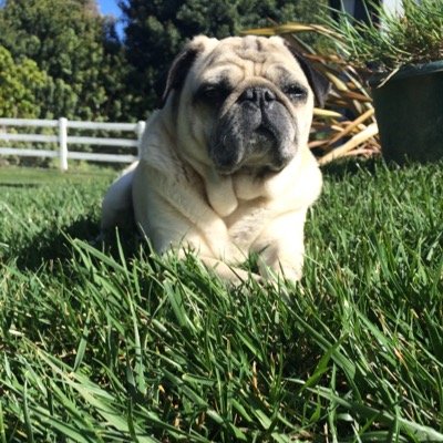 livin the pug life