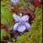 Speechie_Leonie's profile image
