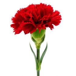 Disney_Duck's profile picture. I love and actively search for all kinds of Disneyana, Vintage Disney, and Disney Collectibles.