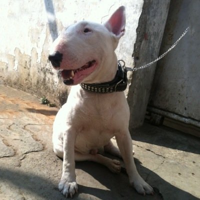 Machtigen Kennel On Twitter Santos 3 Follow Us On Machtigen