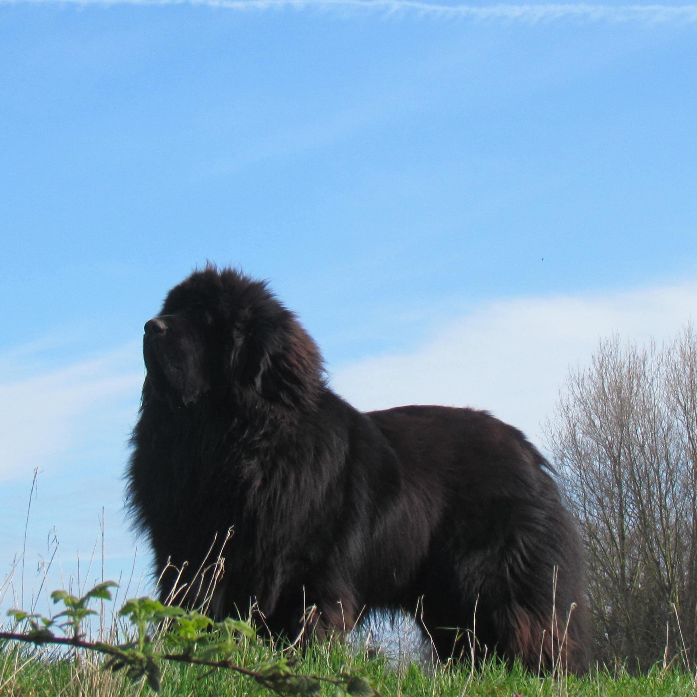 4/3/2013 to 15/3/2023. Big boy Newfie. Lived my best life. Did it my way. Always missed.💔