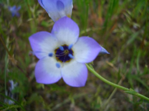 svonnegut's profile picture. 