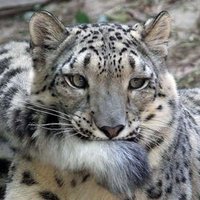 カツオはタタキ (@takezou1300) Twitter profile photo