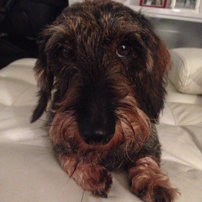 chiara_fenili's profile picture. 