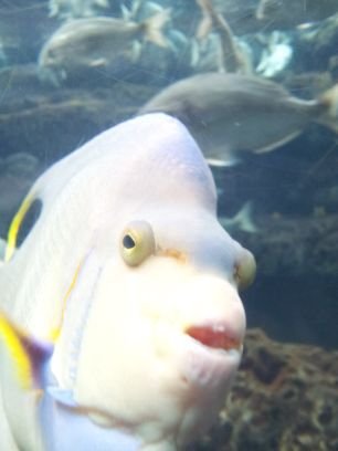 nichomorgan's profile picture. 