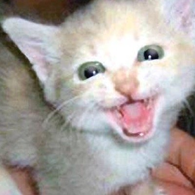 VanPowers's profile picture. Leedle Leedle Lee