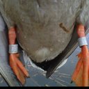 Calvin Hooks - @kyoutdoorsmen - Twitter