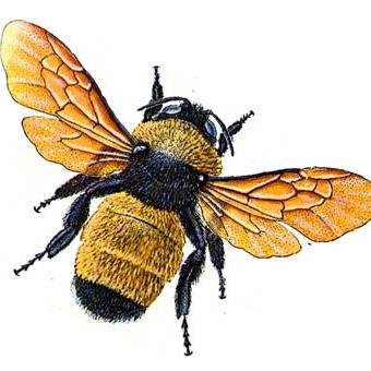 Bee-loving amateur. This is all for my own amusement.