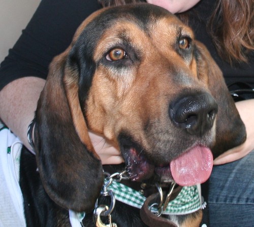 Blackdogsbbq's profile picture. 