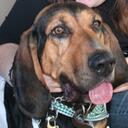 Ken Hadley - @Blackdogsbbq - Twitter