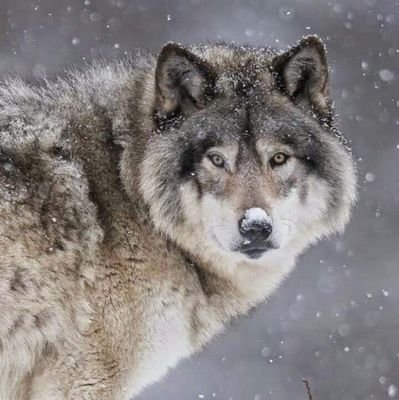 eastcoastspy577's profile picture. 