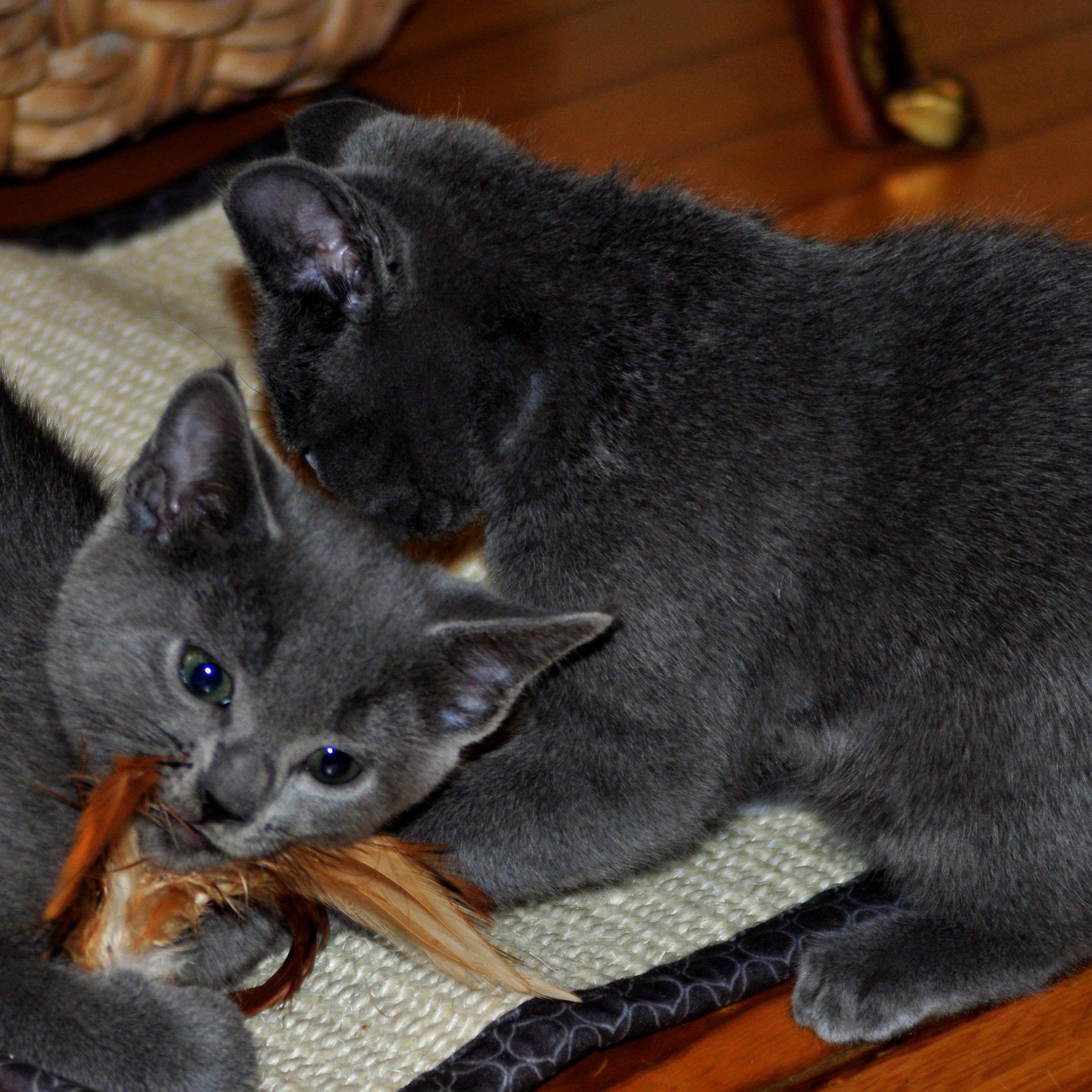 We're Russian Blues & Just Got a New Home in Canada!